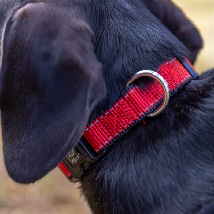 black dog in red collar