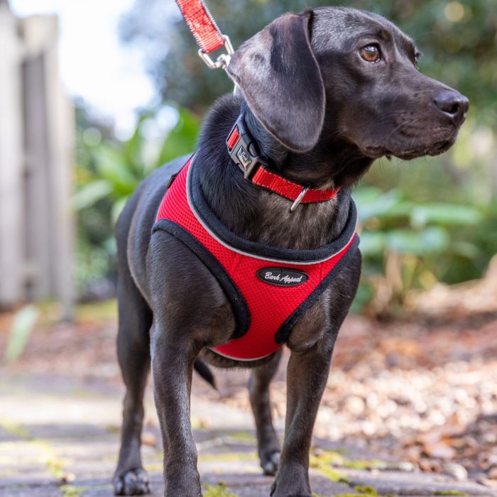 black puppy in reflective red step in harness