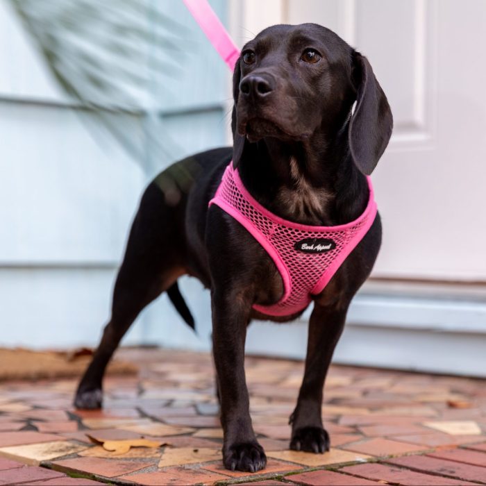 black dog in pink netted step in harness