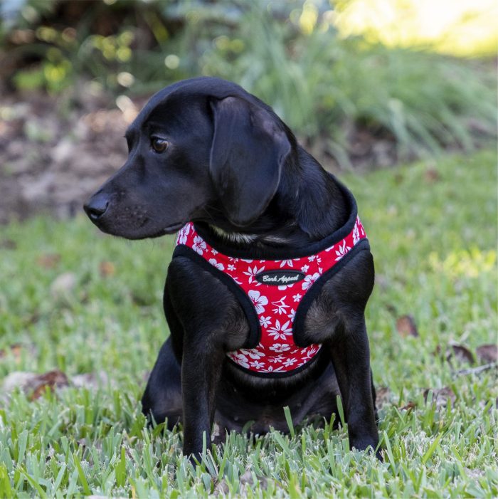 black puppy in grass wearing red hibiscus harness