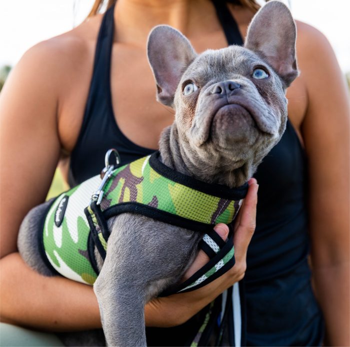 woman holding french bulldog in camo harness