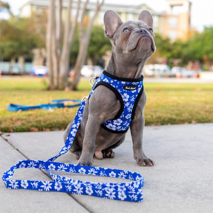 french bull dog sitting on sidewalk wearing blue hibiscus harness and leash