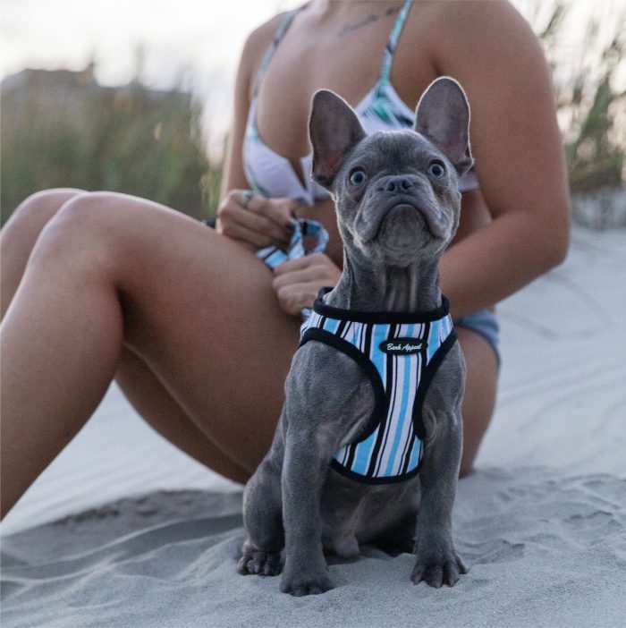 canvas step in harness on french bull dog