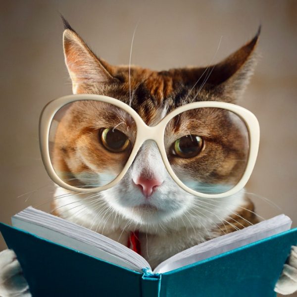 Debunking Cat Behavior Myths