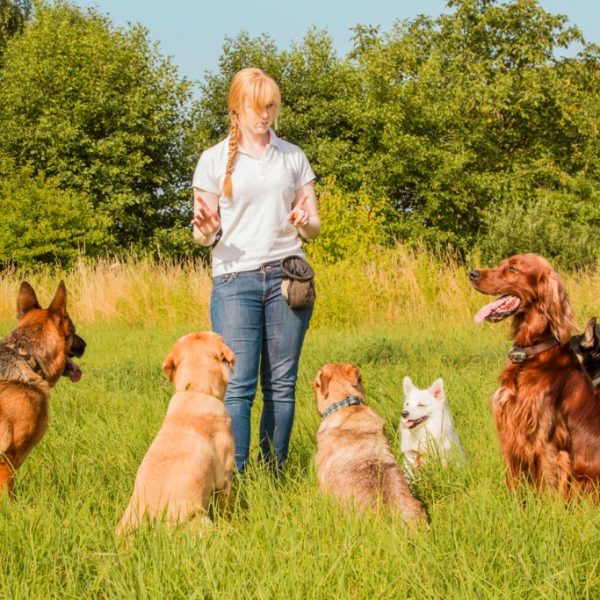 Choosing the Right Dog Trainer