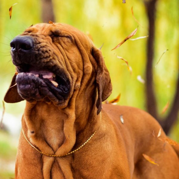 I'm Sneezing and so is My Dog! Does My Dog Have Allergies Too?