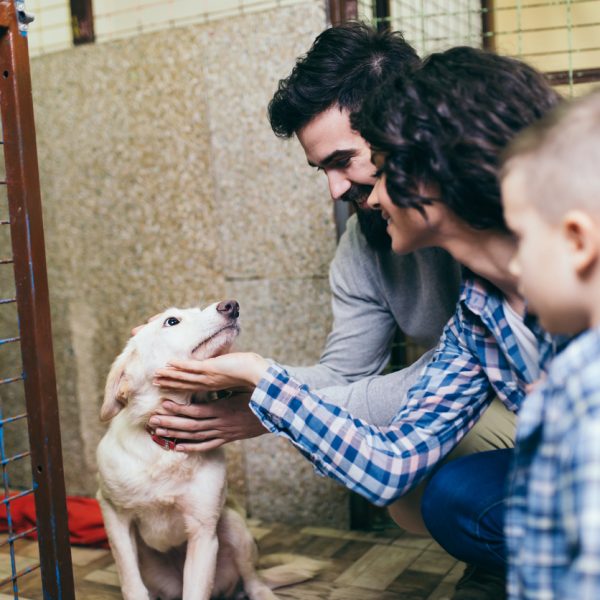 Checklist Adopting a Dog