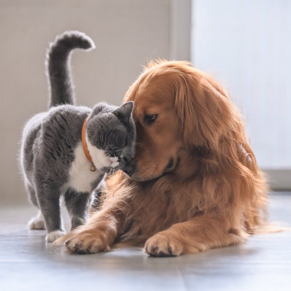Why Multiple Pets Might Be Better Than One