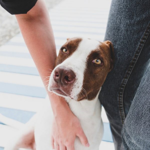 Pet Fostering Increases During COVID