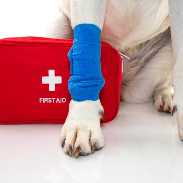 First Aid Kit for Your Pet