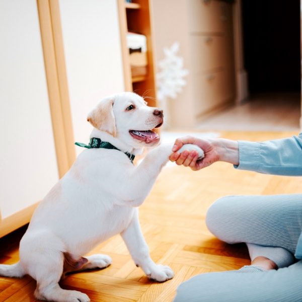 January is National Train Your Puppy Month: Tips for Training Your Puppy