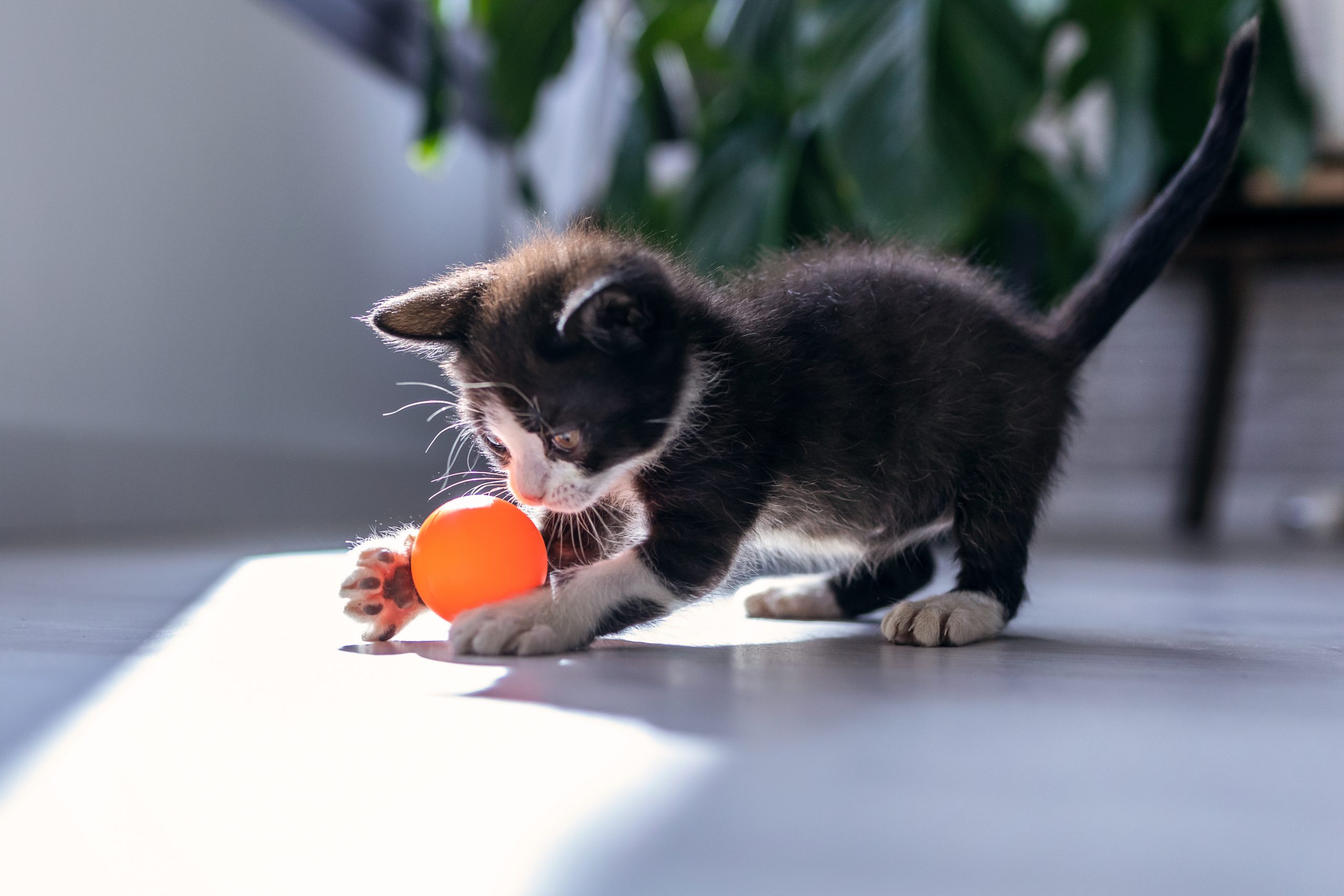 black and white kitten playing with an orange ball