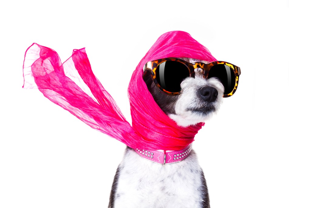 dog in pink scarf with sunglasses top 5 dog trends