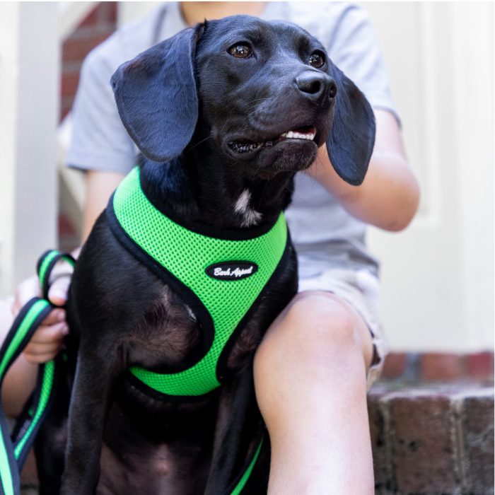 black dog wearing green breathe ez dog harness